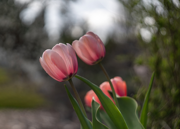 Pink Harmony by Suzanne Bonin