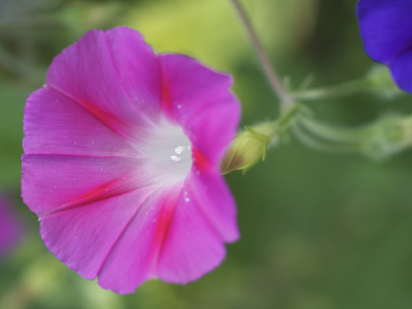 Pink Morning Glory by Suzanne Bonin