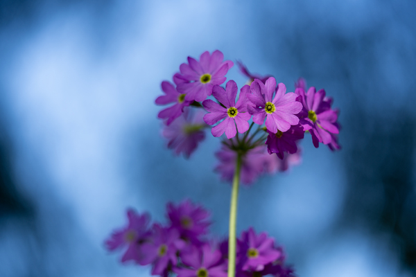 Pink and Blue by Suzanne Bonin