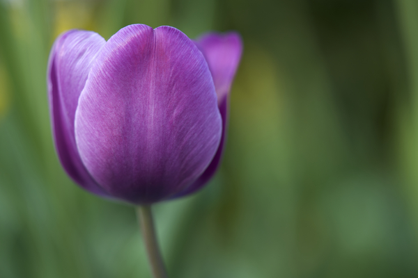 Plump Purple Tulip Print