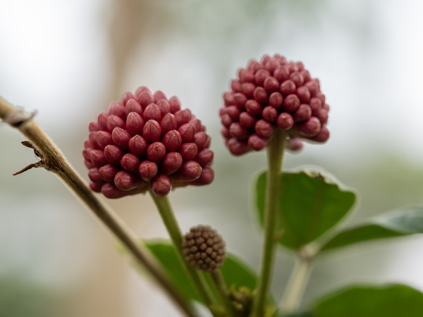 Powder Puff Buds by Suzanne Bonin