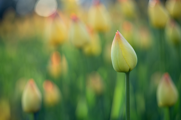 Pretty Field by Suzanne Bonin
