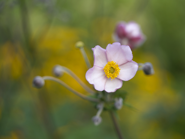 Pretty Lovely by Suzanne Bonin