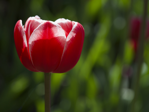 Pretty One by Suzanne Bonin