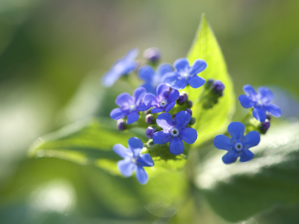 Pretty Ones by Suzanne Bonin