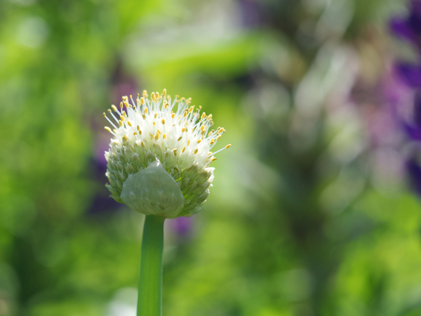 Pretty Onion by Suzanne Bonin