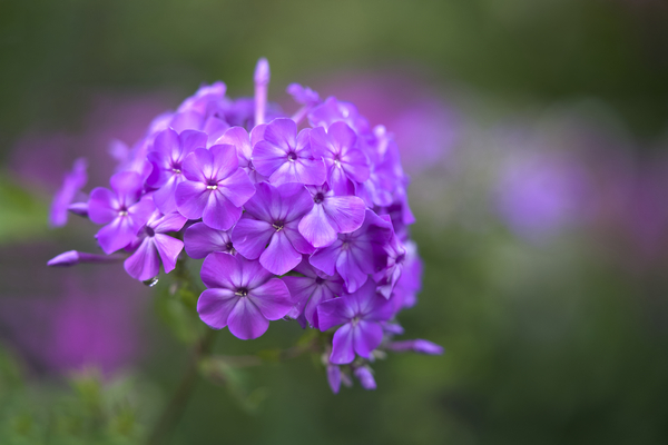 Pretty Purple Bouquet by Suzanne Bonin