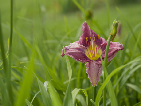 Pretty in Pink by Suzanne Bonin