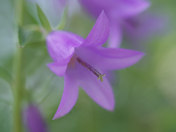 Purple Bell by Suzanne Bonin