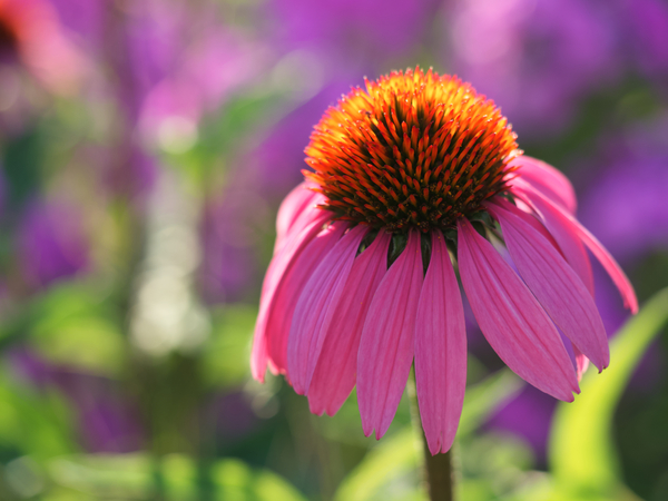 Purple Coneflower by Suzanne Bonin