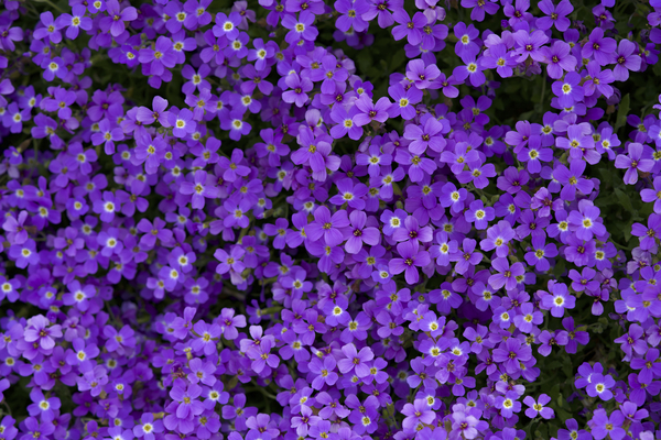 Purple Groundcover Print