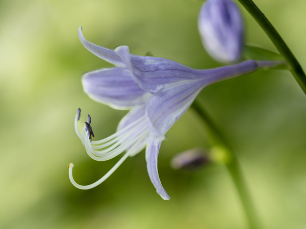 Purple Hosta Flower by Suzanne Bonin