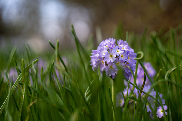 Purple Hues by Suzanne Bonin