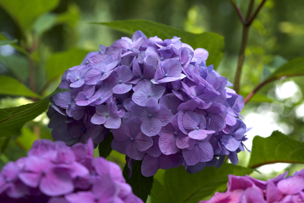 Purple Hydrangea by Suzanne Bonin