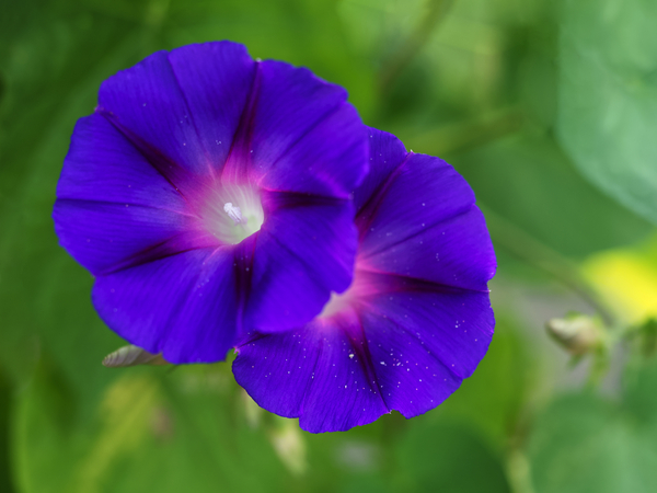 Purple Morning Glories Print