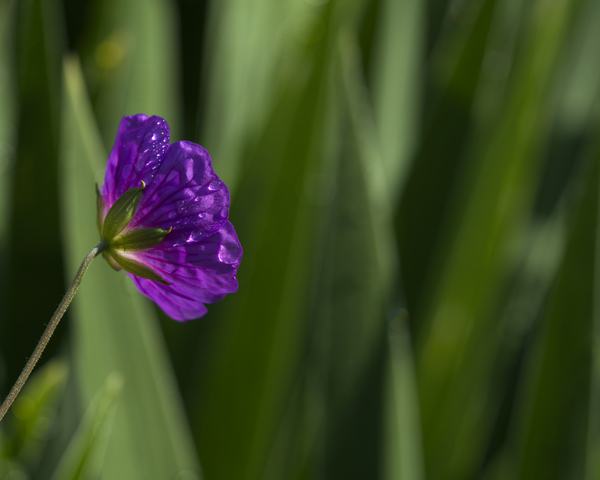 Purple Pretty by Suzanne Bonin
