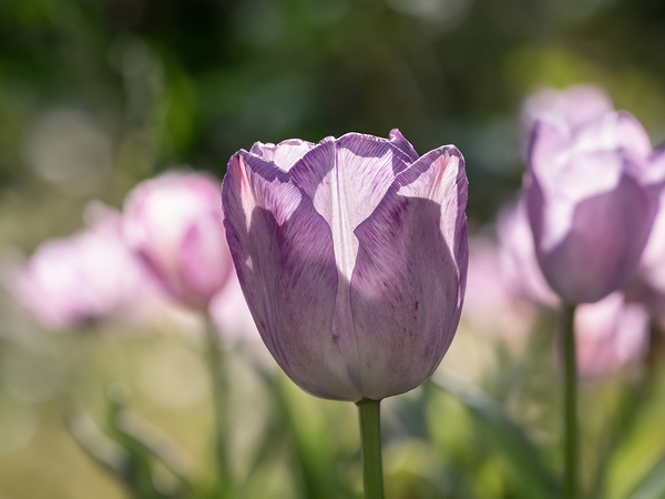 Quite a Beauty by Suzanne Bonin