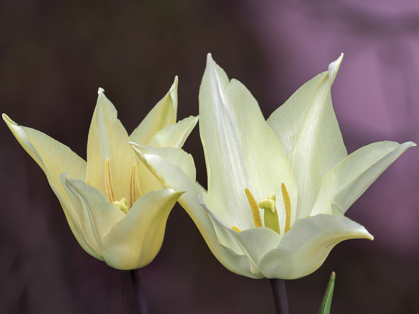 Quite a Pair by Suzanne Bonin