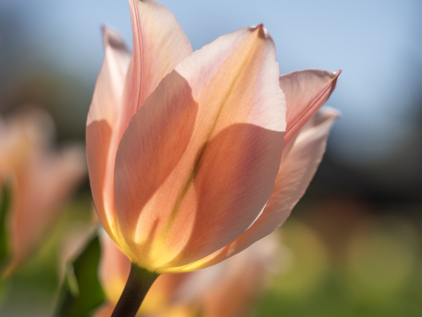 Radiant Reverie by Suzanne Bonin