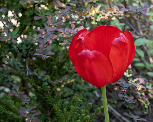 Red as Blood by Suzanne Bonin