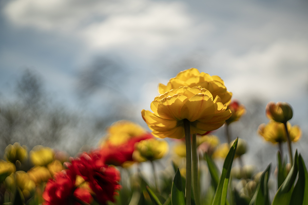 Regal Reverie by Suzanne Bonin