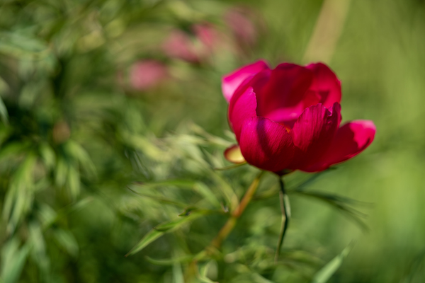 Resilient One by Suzanne Bonin