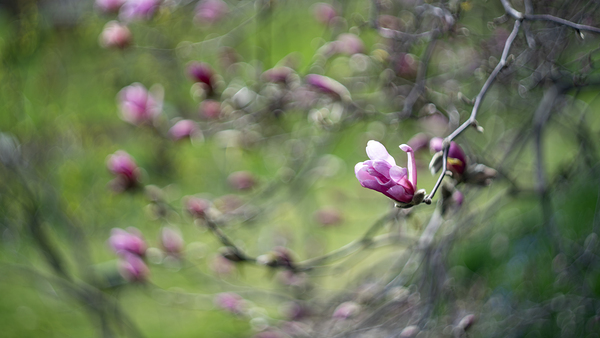 Roseate Whispers by Suzanne Bonin