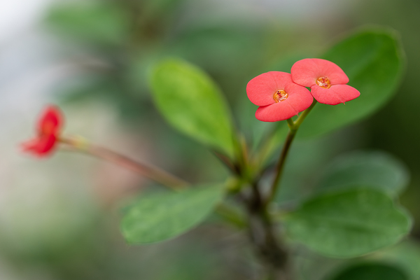 Rosy Red Twilight by Suzanne Bonin