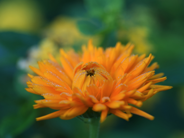 Ruddle by Suzanne Bonin