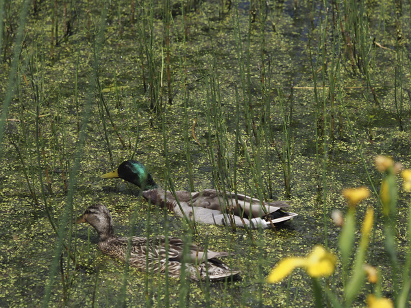 Sauve Qui Peut by Suzanne Bonin