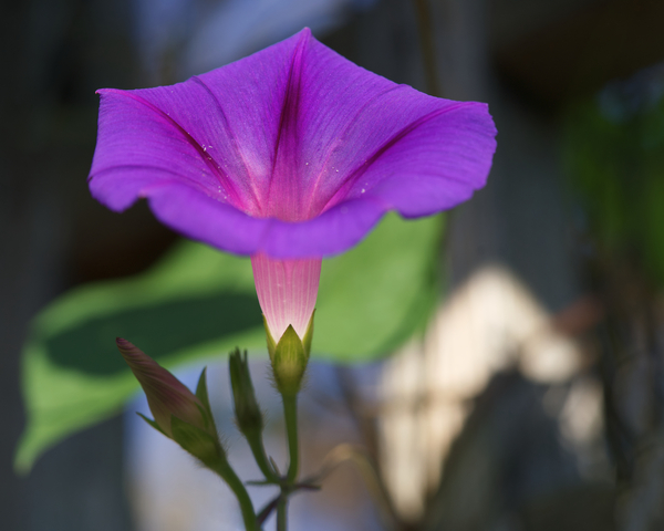 Shine Bright by Suzanne Bonin