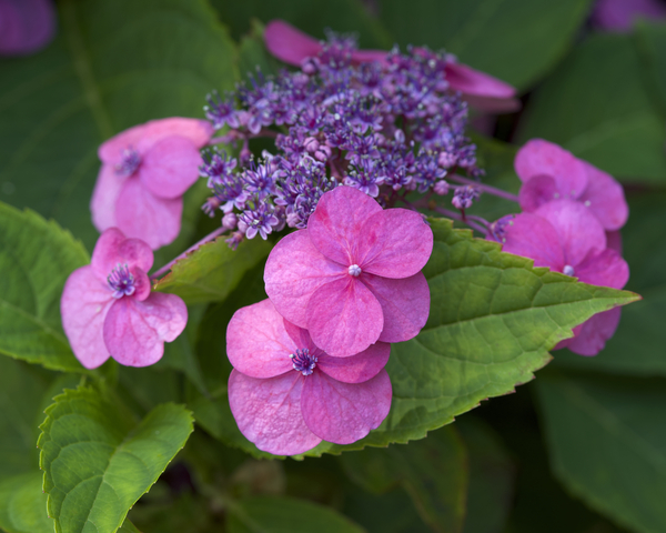 Showy Ladies by Suzanne Bonin
