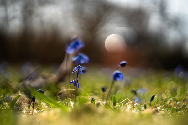 Siberian Squill Print