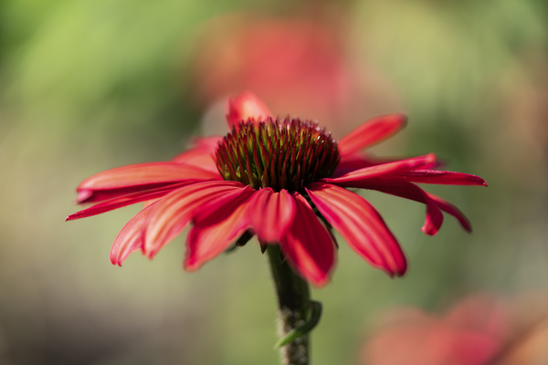 Simply Red by Suzanne Bonin