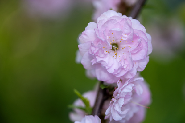 So Delicate by Suzanne Bonin