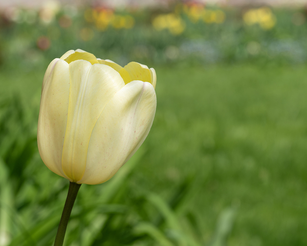 Soft as Yellow by Suzanne Bonin