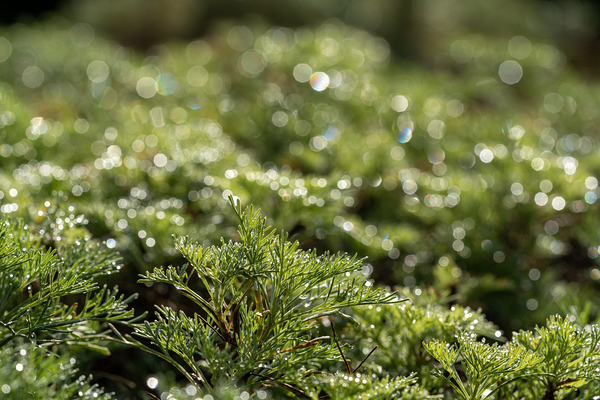 Spring Bokeh by Suzanne Bonin