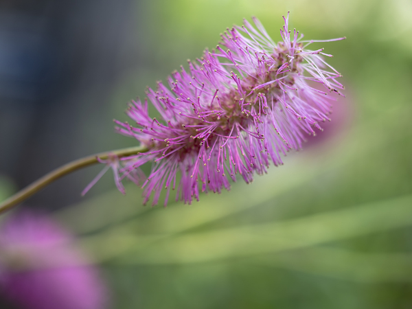 Squirrel Tail by Suzanne Bonin
