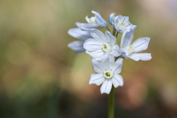 Striped Squill Print