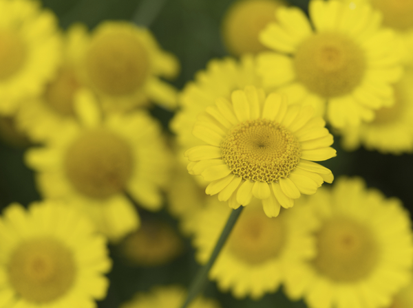 Summer Afternoon by Suzanne Bonin