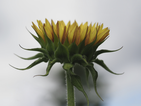 Sunflower Side View by Suzanne Bonin