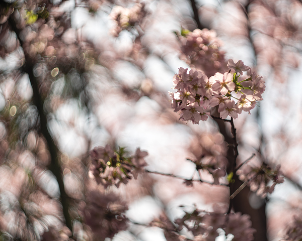 Sunny Serenity by Suzanne Bonin