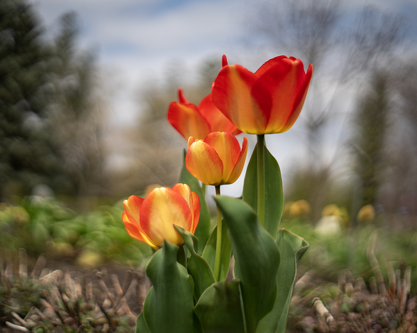 Sunshine Dance by Suzanne Bonin