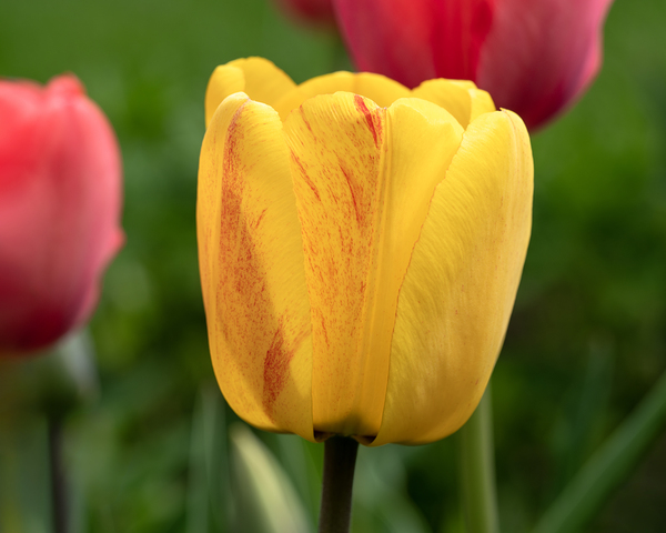 Surrounded by Beauty by Suzanne Bonin