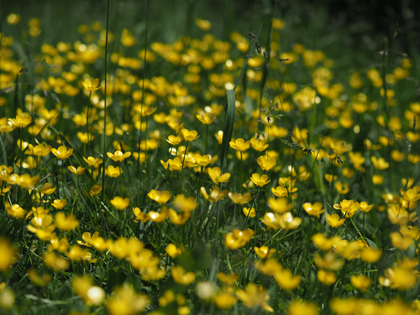 Tall Buttercup Field Print