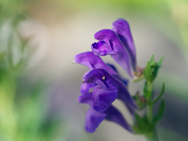 Teasers by Suzanne Bonin