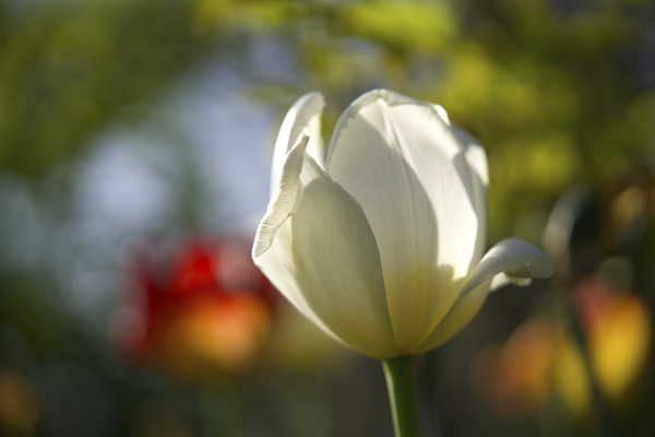 The Graceful by Suzanne Bonin