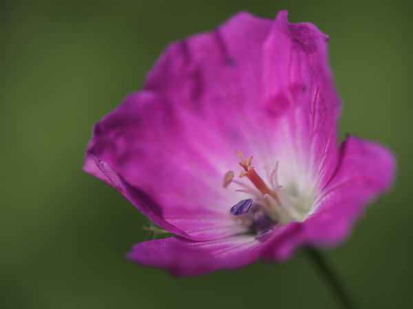 The Heart Of It by Suzanne Bonin