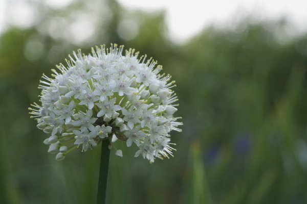 The White One by Suzanne Bonin
