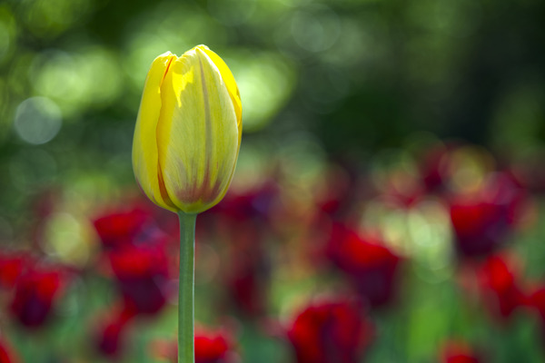 The Yellow One by Suzanne Bonin